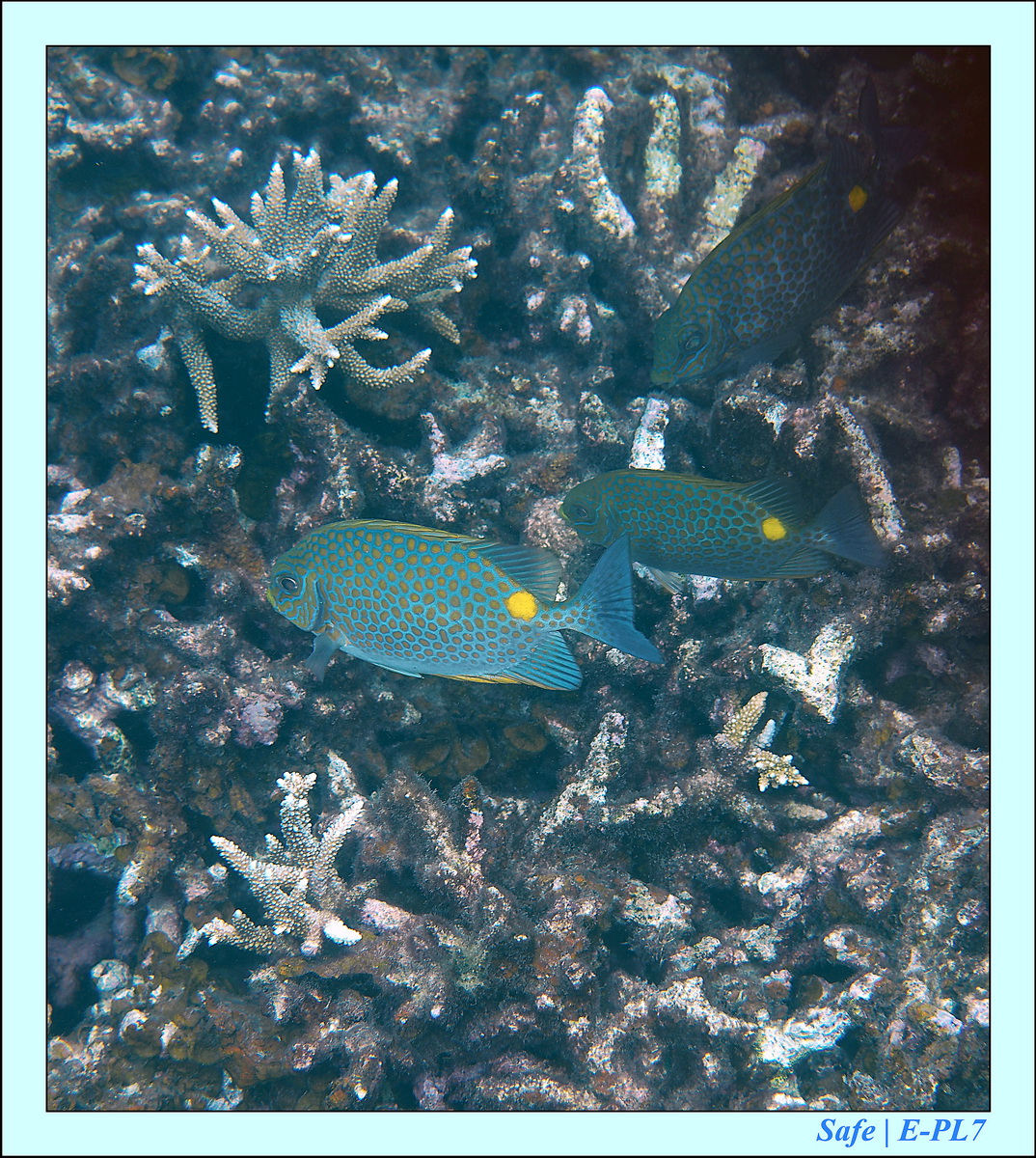 2015   07   Peranthian Islands 59